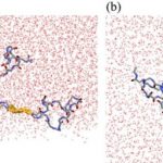 Study: Formation mechanism of the causative substances of Alzheimer’s disease revealed by molecular dynamics simulations and NMR experiments — (Details)