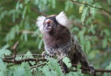 Research: Marmoset monkeys expect the melody’s closing tone —