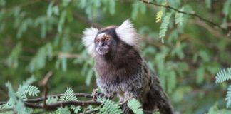 Research: Marmoset monkeys expect the melody’s closing tone —
