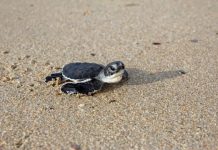 Research: Warming warning over turtle feminization —