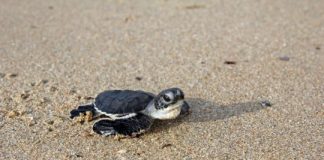 Research: Warming warning over turtle feminization —