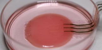 Study: Engineers create delicate sensor to monitor heart cells with minimal disruption — (Details)