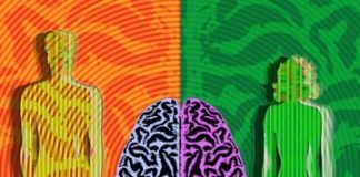 Study: Genes that drive male-female brain differences, timing of puberty — (Details)