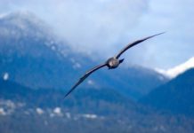 Tech: Wind-tunnel testing of gull wings could be used to design more efficient flying vehicles — (Report)