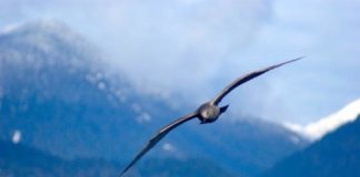 Tech: Wind-tunnel testing of gull wings could be used to design more efficient flying vehicles — (Report)