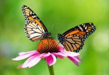 Research: New research on monarch butterfly migration in North America leads to questions about where they overwinter —