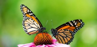 Research: New research on monarch butterfly migration in North America leads to questions about where they overwinter —