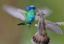Research: Some male hummingbirds have weaponized their bills, making them less efficient feeders —