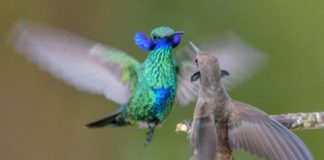 Research: Some male hummingbirds have weaponized their bills, making them less efficient feeders —