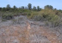 Research: Is habitat restoration actually killing plants in the California wildlands?