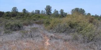 Research: Is habitat restoration actually killing plants in the California wildlands?