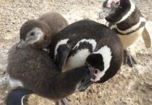 Research: Why the number of single male Magellanic penguins is rising at this breeding colony —