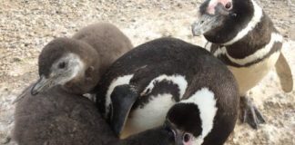 Research: Why the number of single male Magellanic penguins is rising at this breeding colony —