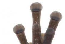 Research: Extraordinary treefrog discovered in the Andes of Ecuador —