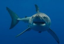 Research: Who’s tougher? Baby sharks or daddy sharks? Study examines mechanical behavior of sharks’ vertebrae under biological conditions —