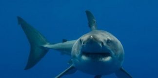 Research: Who’s tougher? Baby sharks or daddy sharks? Study examines mechanical behavior of sharks’ vertebrae under biological conditions —