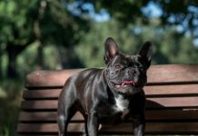 Research: Bulldogs’ screw tails linked to human genetic disease —