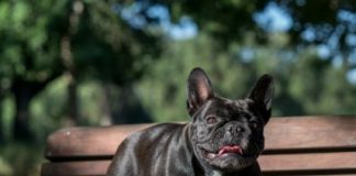 Research: Bulldogs’ screw tails linked to human genetic disease —