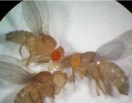 Research: What makes two species different? The role of selfish genes in distinguishing a species —