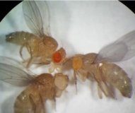 Research: What makes two species different? The role of selfish genes in distinguishing a species —