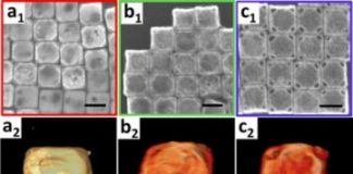 Tech: Carrying and releasing nanoscale cargo with ‘nanowrappers’ — (Report)