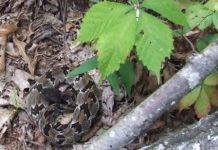 Research: Does mountaintop removal also remove rattlesnakes?