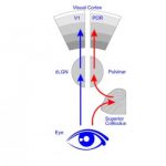 Study: Research challenges 75-year-old dogma of mammalian vision — (Details)