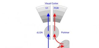 Study: Research challenges 75-year-old dogma of mammalian vision — (Details)