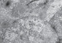 Research: Discovery in cell development changes understanding of how genes shape early embryos —