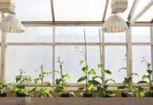 Research: Scientists engineer shortcut for photosynthetic glitch, boost crop growth 40% —