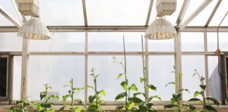 Research: Scientists engineer shortcut for photosynthetic glitch, boost crop growth 40% —