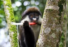 Research: Where will the world’s next Zika, West Nile or Dengue virus come from?