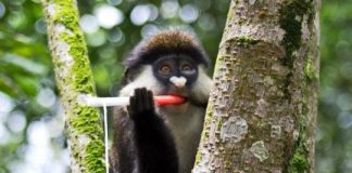 Research: Where will the world’s next Zika, West Nile or Dengue virus come from?