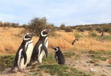 Research: Female penguins are getting stranded along the South American coast —