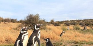 Research: Female penguins are getting stranded along the South American coast —