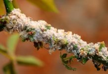 Research: Insect biological control shields tropical forests —