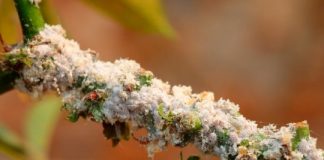 Research: Insect biological control shields tropical forests —