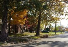 Research: Study explains why thousands of Detroit residents rejected city’s tree planting efforts —