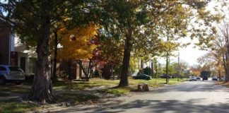 Research: Study explains why thousands of Detroit residents rejected city’s tree planting efforts —