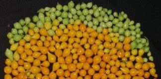 Study: Should researchers engineer a spicy tomato? — (Details)