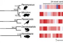 Research: Evolution used same genetic formula to turn animals monogamous —
