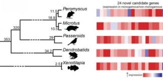 Research: Evolution used same genetic formula to turn animals monogamous —