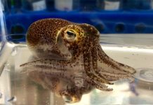 Research: A little squid sheds light on evolution with bacteria —