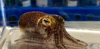 Research: A little squid sheds light on evolution with bacteria —