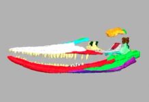 Research: Medical scanner helps to unlock the mysteries of a giant prehistoric marine reptile —