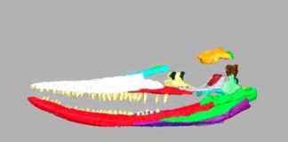 Research: Medical scanner helps to unlock the mysteries of a giant prehistoric marine reptile —