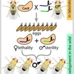 Study: New CRISPR-based technology developed to control pests with precision-guided genetics — (Details)