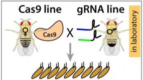 Study: New CRISPR-based technology developed to control pests with precision-guided genetics — (Details)