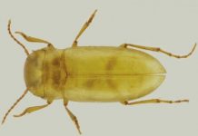 Research: The first case of a Portuguese beetle living exclusively in groundwater —