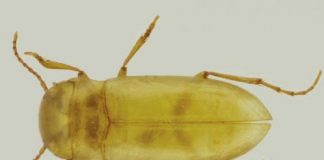 Research: The first case of a Portuguese beetle living exclusively in groundwater —